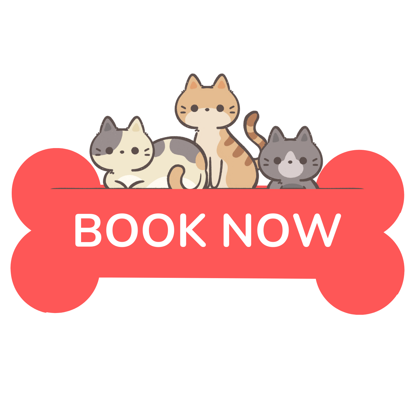 Book Now to Avail Cat Boarding Services