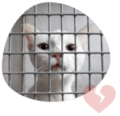 White cat behind the metal bars of a cattery or cat hotel has a broken red heart due to lack of freedom unlike cat sitting