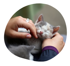 A woman's hand caressing a kitten during a cat sitting service offered by Pawland