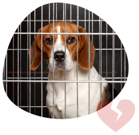 Dog is unhappy and heart broken in the cage