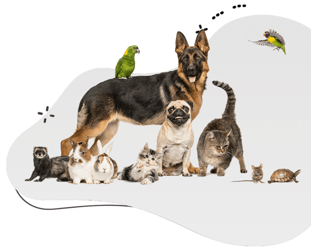 Trusted InHome Pet Boarding Services Personalized & Best