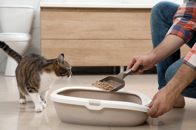 Cat Sitter giving cat food