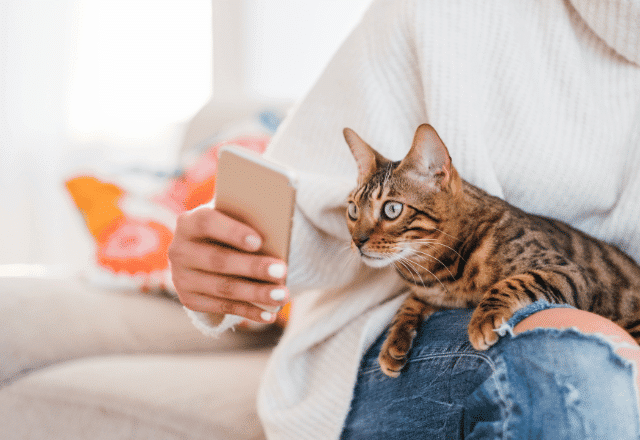 Verified Pawland cat sitter watching a video with a cat at home on a mobile phone.