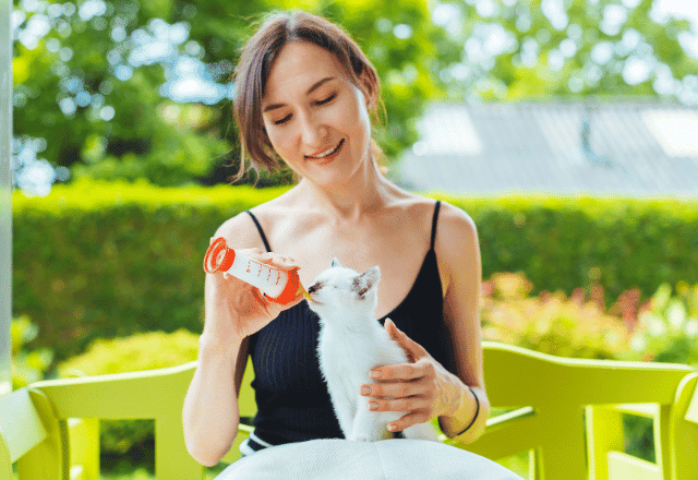 Verified Pawland cat sitter feeding milk to a white cat using a feeder.