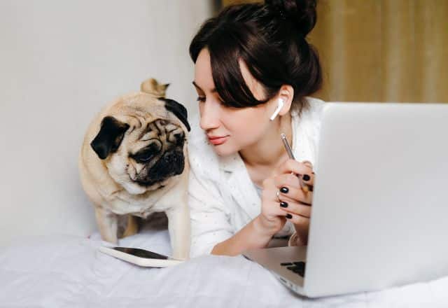 A dog owner with earbuds is lying on a bed next to her pug dog, working on a laptop and looking at her phone.