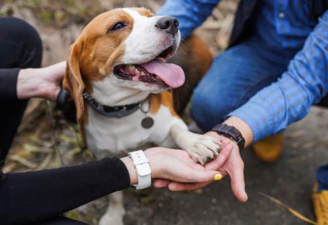 A dog is meeting a pet sitter