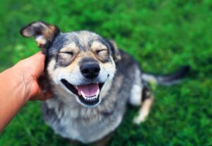 Husky dog getting scratched happily smiling after Pawland’s dog boarding