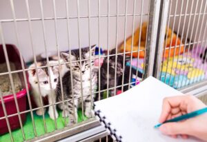 Kittens confined in a cage at a pet boarding facility