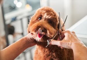 Pet sitter grooming a brown pup using scissors