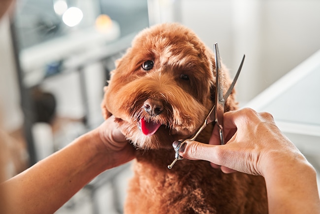 Pet sitter grooming a brown pup using scissors