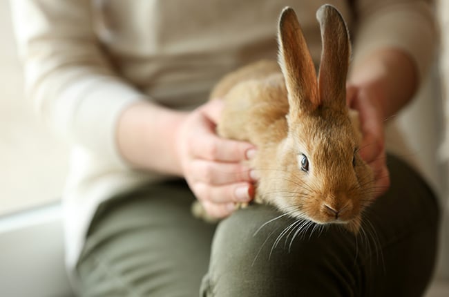 Pet sitter wearing casual clothes sitting in a chair with a small pet on her lap during an in-home pet sitting service.