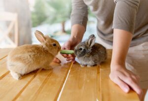 Woman feeding two baby rabbits cucumber on a brown coffee table during a rabbit sitting & boarding session.