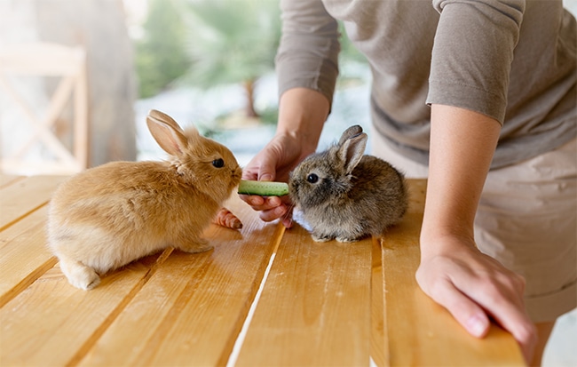 Woman feeding two baby rabbits cucumber on a brown coffee table during a rabbit sitting & boarding session.
