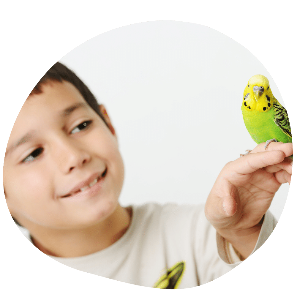 Boy with parakeet perched on finger after in-home bird boarding services in Dubai