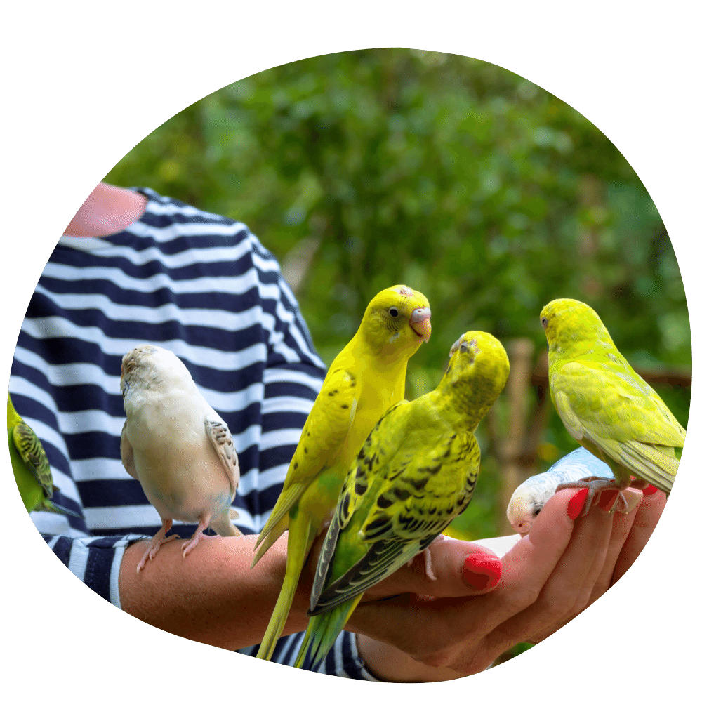 Budgie parent wearing striped blue t-shirt with budgies on her while feeding after in-home bird boarding services in Dubai