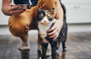 cat sitter in Dubai