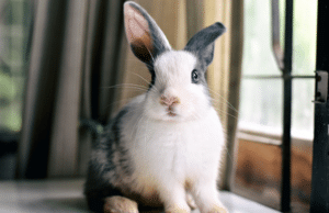 pet sitting services