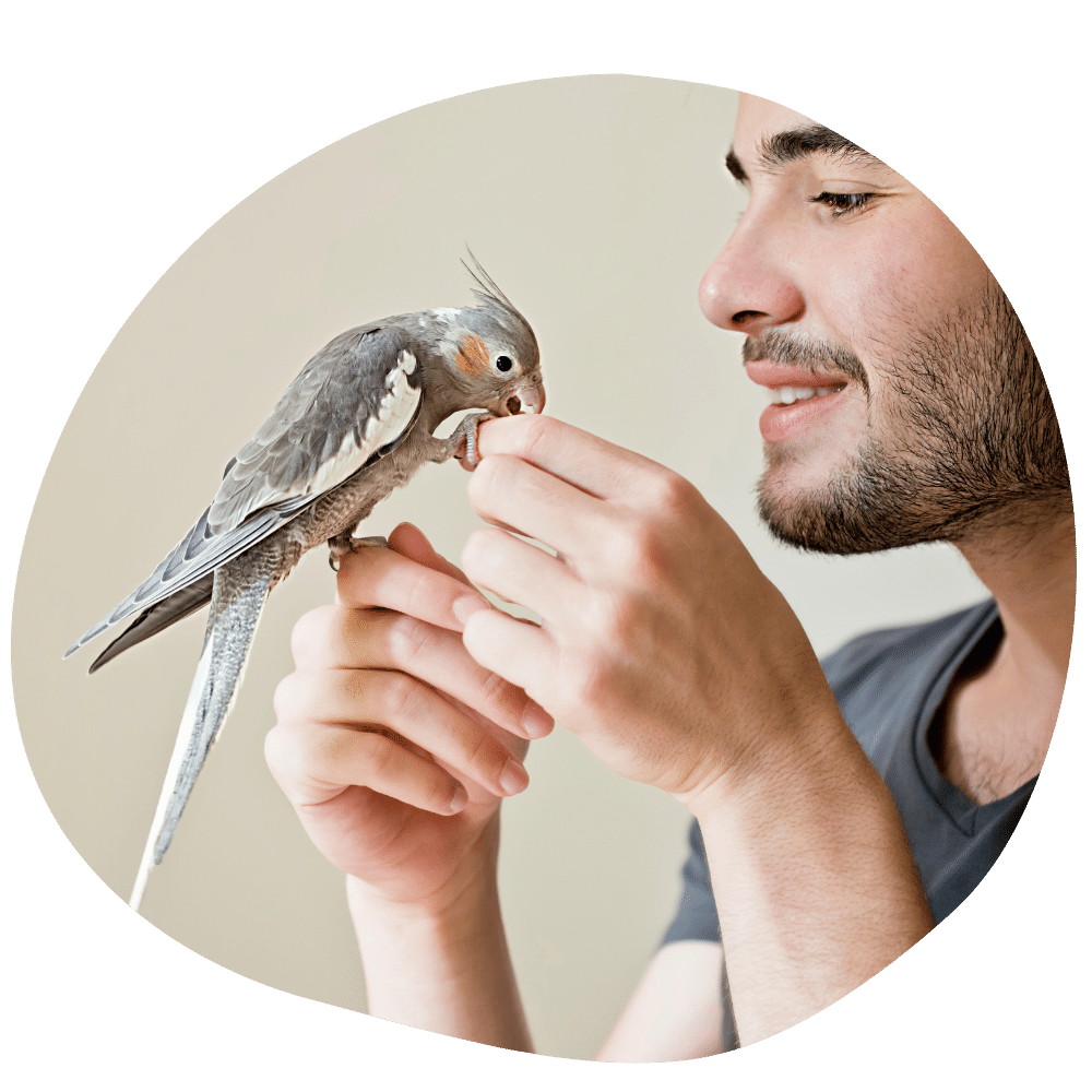 Man wearing grey t-shirt playing with cockatiel while feeding it after bird boarding services in Dubai