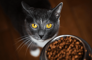trusted pet sitting company