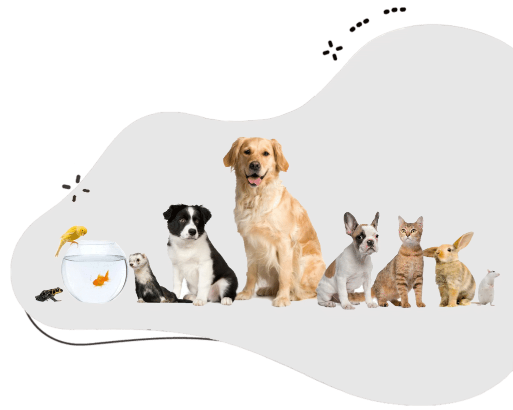 In Home Pet Boarding Abu Dhabi Services at Doorstep