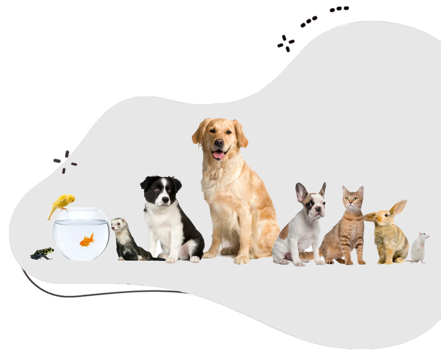 #1 Rated Pet Boarding Services in Abu Dhabi