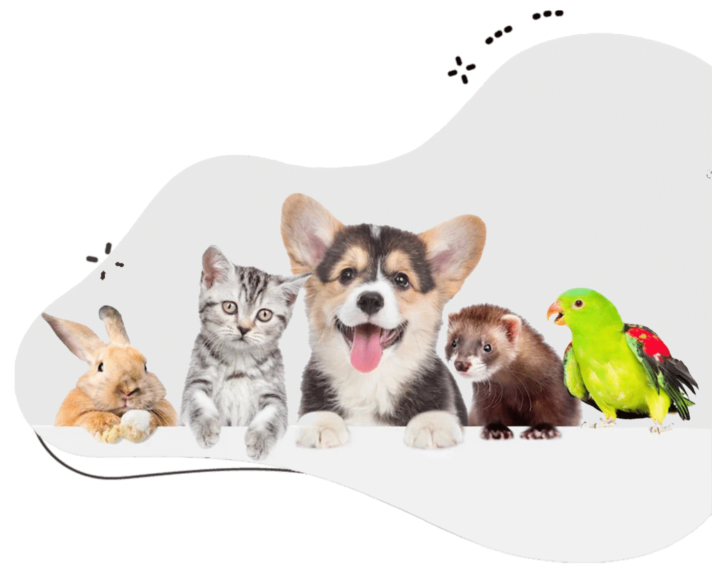 Pet Boarding Dubai Services Cage Free Personalized Care