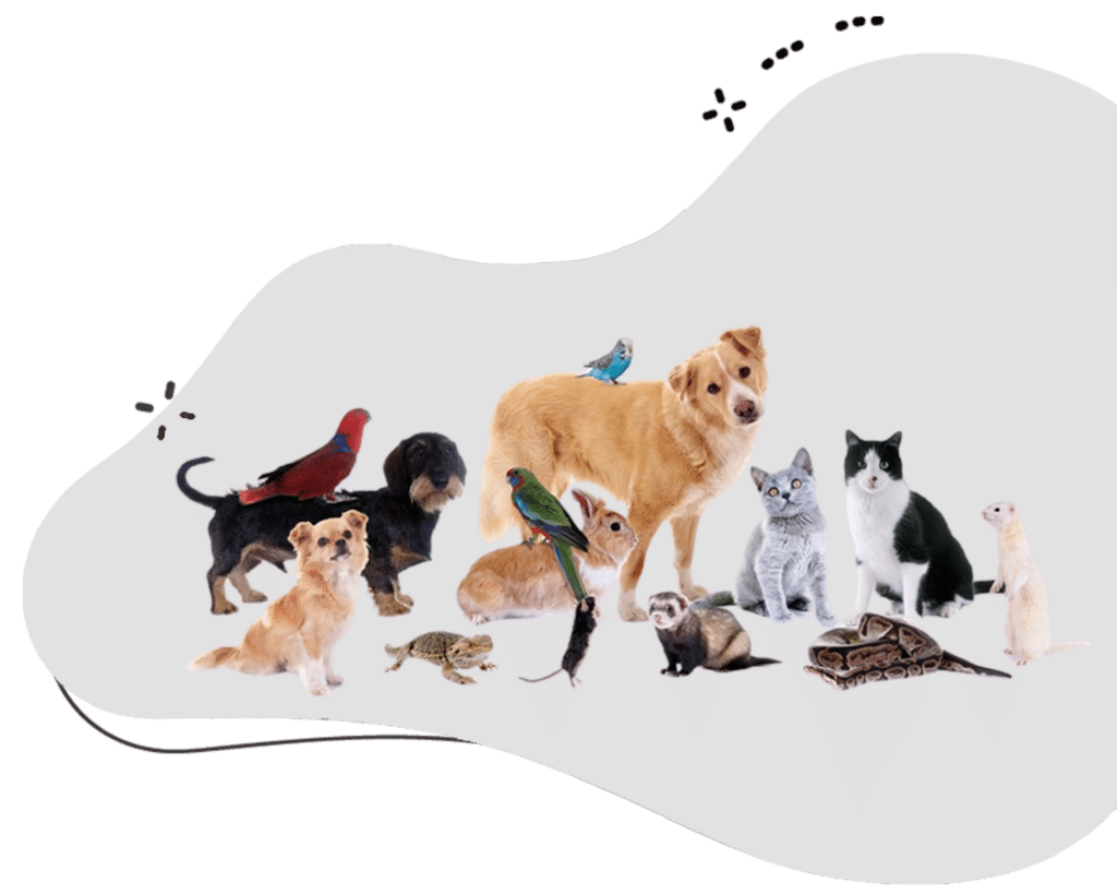 Pet Boarding Sharjah Services Loved By 2000 Pet Owners