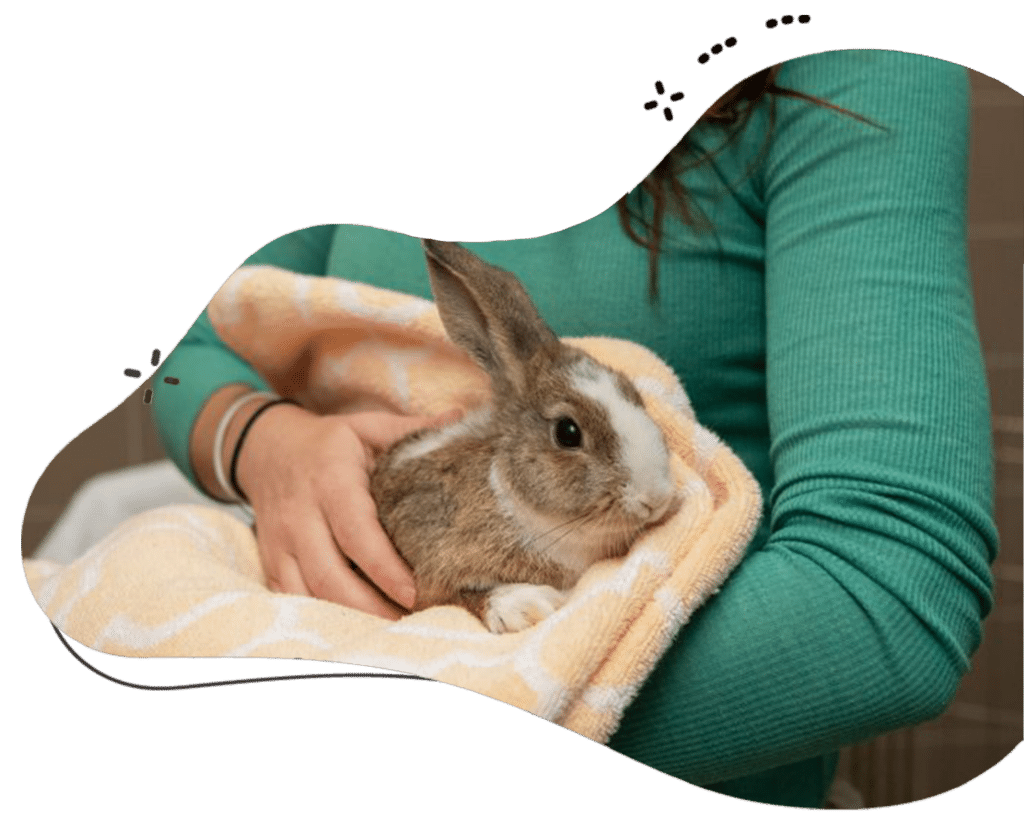 Specialized Rabbit Sitting & Boarding Services Safe & Easy