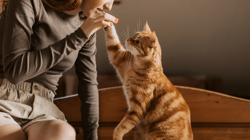 Introducing new pet sitter as a girl meets and bonds with a cat for the first time