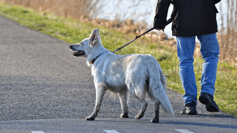dog walking guide
