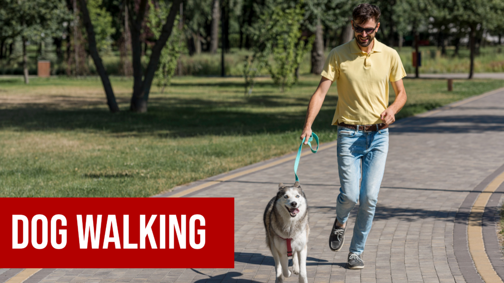 Dog Walking for Senior Dogs
