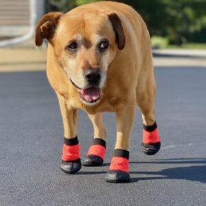 A Dog wearing paw protection boots for a safe summer walk