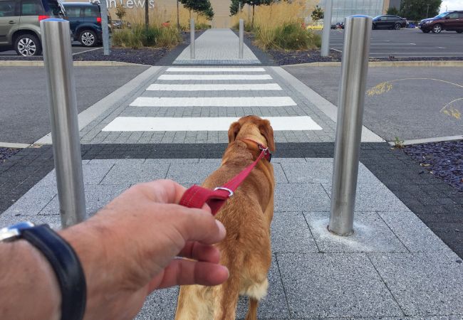 A dog pulling on a leash, and then the owner stopping and waiting for the dog to slacken the leash