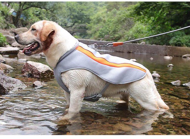  A dog wearing a cooling vest and standing inside water to beat the heat during walks