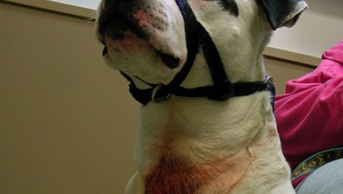 American Bulldog wearing a black muzzle gets an injury around his neck because of retractable leash