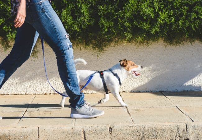 Dog Leading While Dog Walking Session in UAE