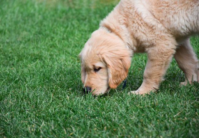 Dog Sniffing Grass