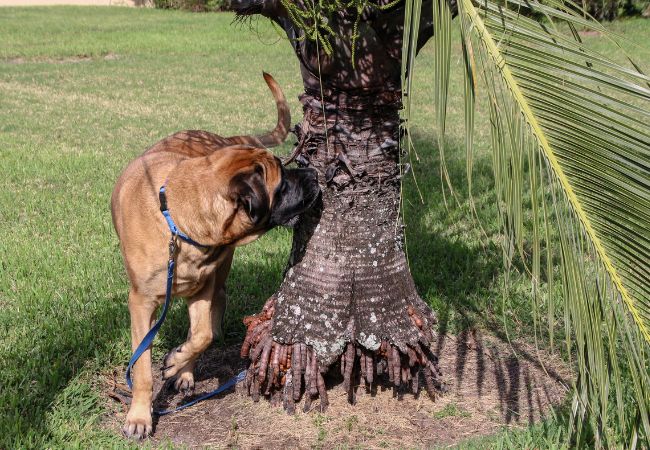 Dog Sniffing Tree