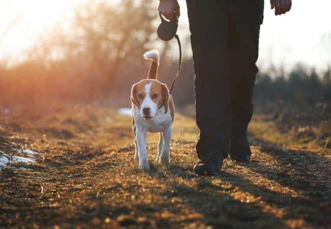Dog Walking Side by Side With Owner