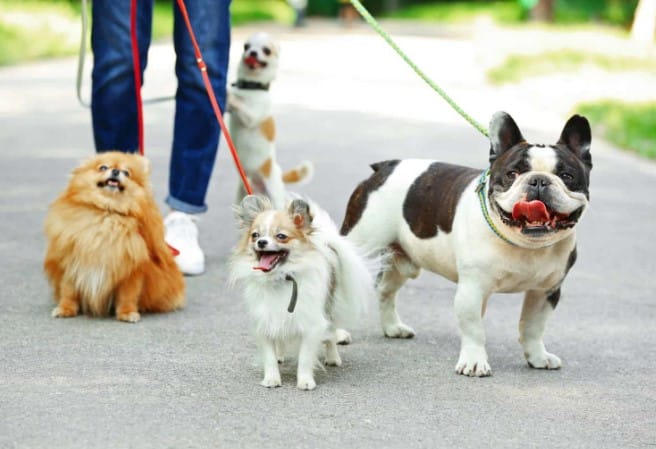 Four Different Breeds of Dog Are Out on A Dog Walking Session in UAE