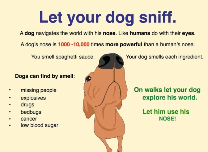 Let your dog sniff Infographics