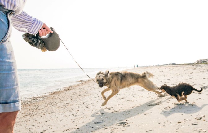 Two dogs indulge in a fight on the beach during walks with retractable leashes resulting in harm