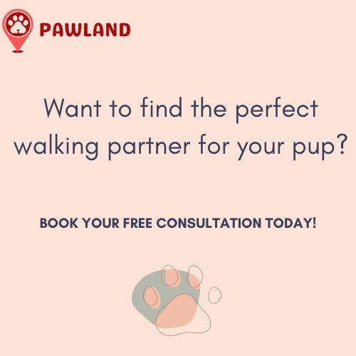 Find the perfect walking partner for your dog with Pawland in UAE