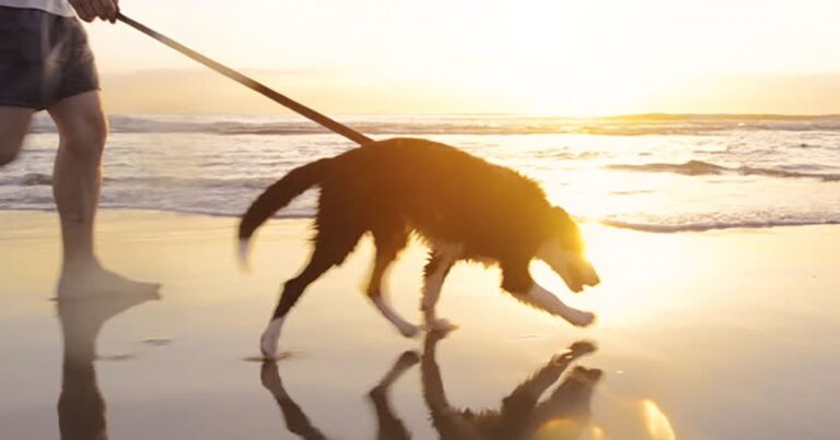 A dog walking on a sunlit beach with a professional dog walker in the UAE.