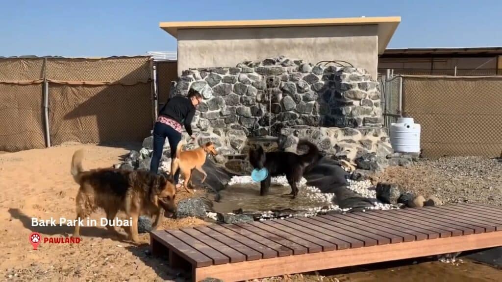 Bark Park in Dubai 