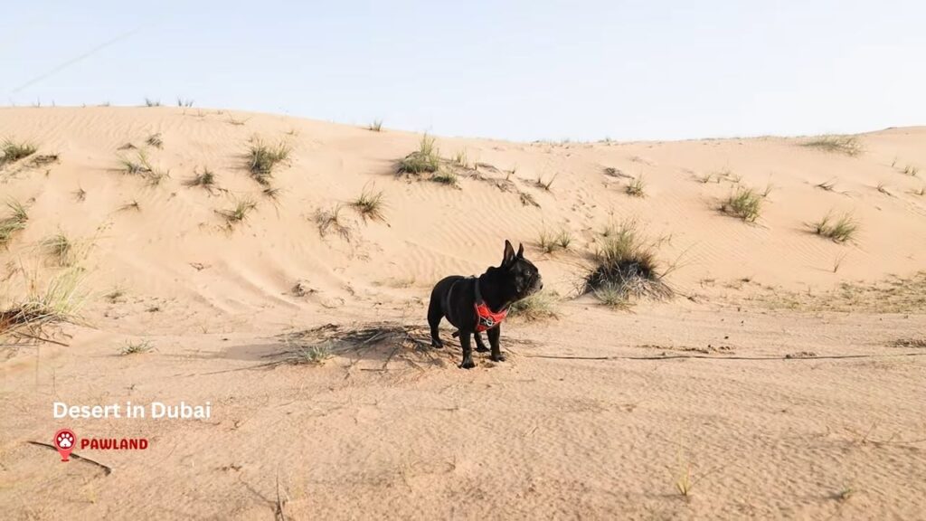 Desert Dog-Walking