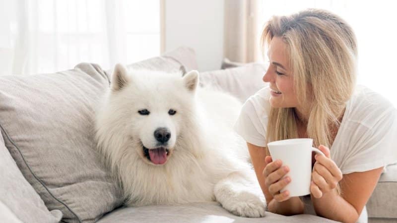 Calming Techniques for Dogs, Cats