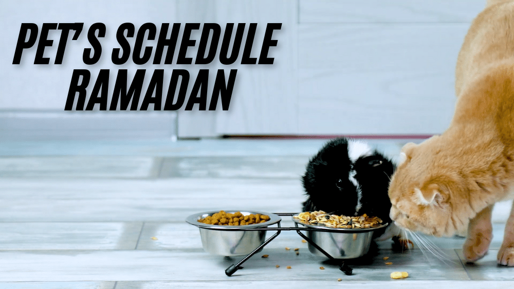 pet's schedule ramadan