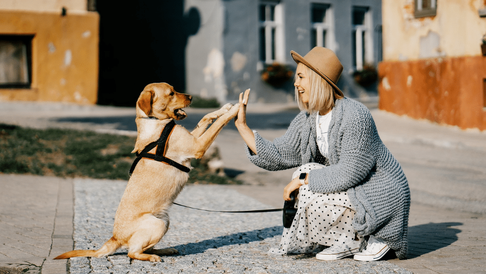 Keeping Pets Safe For The Summber Ramadan Days 