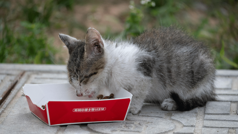 Pet Care During Ramadan